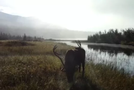 Лось с огромными рогами попал в фотоловушку Лапландского заповедника