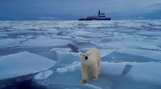 Экипаж ледокола «Сибирь» в Чукотском море повстречался с белым медведем