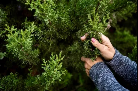 Черенкование хвойных осенью и зимой: две сорванные в лесу ветки дадут саженец через месяц и сэкономят 1500 рублей