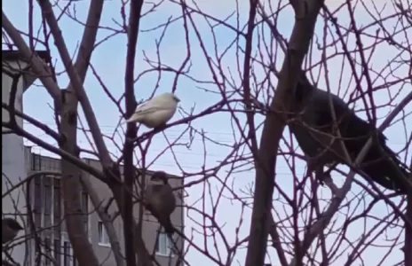 Воробья-альбиноса заметили мурманчане на улицах города