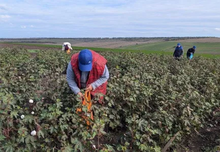 Украинцы решили производить порох для боеприпасов из специального хлопка