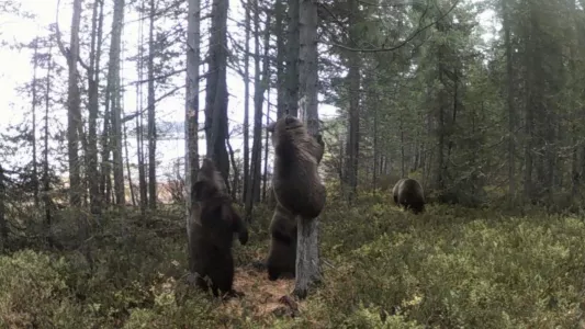 В Кандалакшском заповеднике в фотоловушку попали медвежата, которые ставили метки