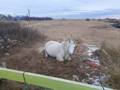 Оставшаяся в одиночестве кобыла из дикого табуна Кузомени оказалась беременна