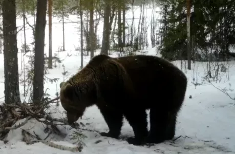 Медведи в Мурманской области начнут выходить из спячки в марте-апреле