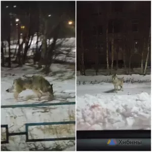 В Мончегорске по улицам разгуливал похожий на волка зверь