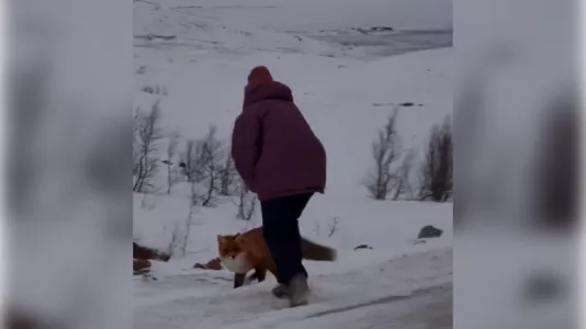 В Териберке туристка пыталась подкормить лисицу, несмотря на призывы не давать еду диким животным