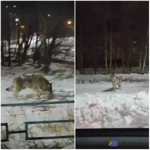 В Мончегорске охотинспекторы ликвидировали волка, который неделю наводил панику на горожан