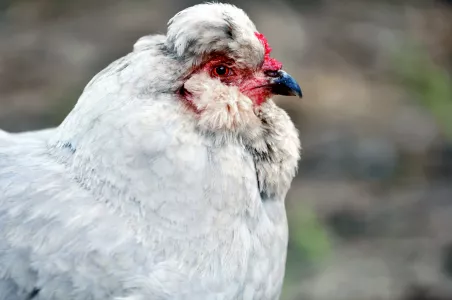 Сделали зольную ванну — и куры на седьмом небе от счастья: такая процедура принесет птицам максимальную пользу