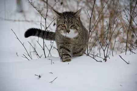 Прогноз погоды в Мурманской области на воскресенье, 12 января