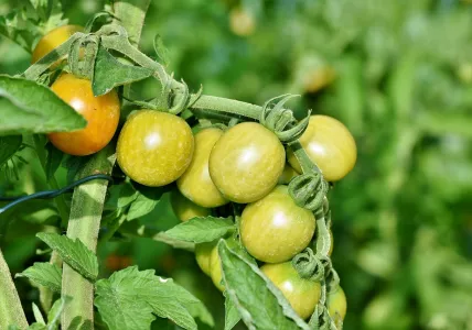 Не помидоры, а настоящее вкусовое совершенство: такой сорт идеален для салатов — слаще не бывает