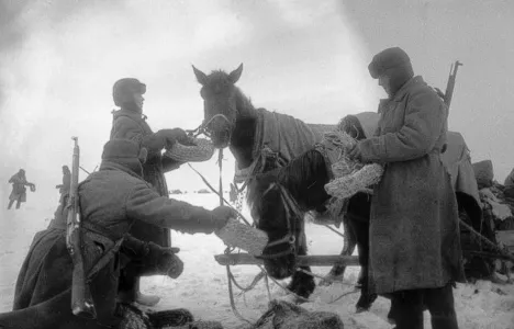 Почему красноармейцы кормили лошадей трофейной обувью немцев — советские военные хохотали до слез