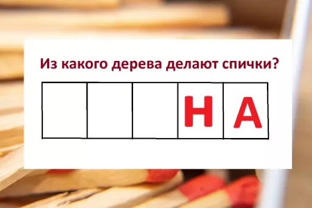 Угадайте слово: из какого дерева делают спички — ошибаются даже те, кто мнит себя эрудитом 80-го уровня