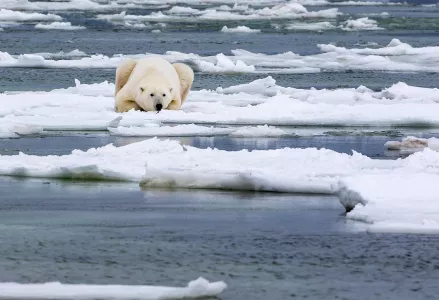 В Арктике зафиксировали рекордное потепление: норма превышена на 20 °C — почему Северный полюс так быстро нагревается