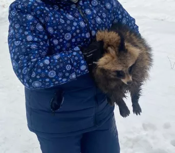 В Североморске продолжаются поиски енотов, выпущенных неизвестными на волю — нужны волонтеры, умеющие ходить на снегоступах