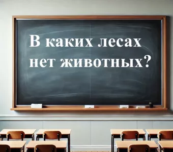 В каких лесах нет животных: эта загадка под силу только отличникам, а 90% взрослых сразу впадают в ступор — если дадите правильный ответ, вы — гений