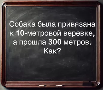 Ловкая собака «чудом» прошла 300 метров: школьная загадка заставляет взрослых ломать голову — если дадите ответ за 15 секунд, вы достойны золотой медали