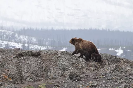 Следы диких животных заметили в Печенгском округе