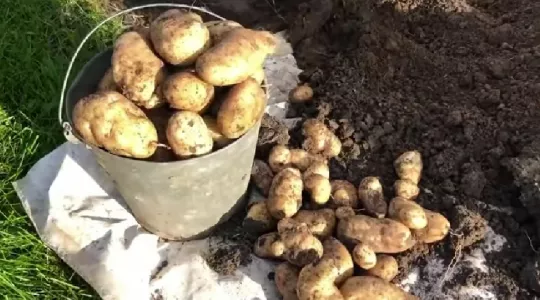 Выращиваем магазинный картофель по «белорусскому» методу: урожай рванет в 4 раза — не агротехника, а мечта