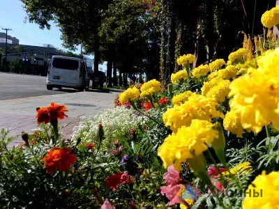 В Полярных Зорях выделили 2 млн рублей на высадку цветов и уход за клумбами