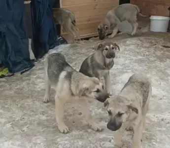 Волонтёры ищут дом брошенным щенкам из Белокаменки: собак могут отловить