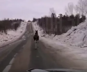 Автомобилист напугал лосёнка на трассе под Североморском