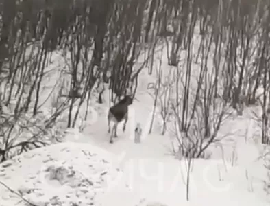 Собака устроила погоню за лосем в Мурмашах