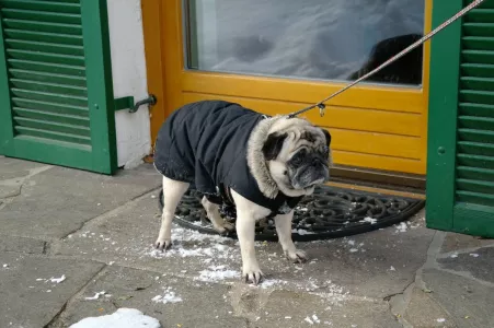 Любят, но не слушают: 3 породы собак, которые хуже всего понимают хозяина — обучаемость нулевая