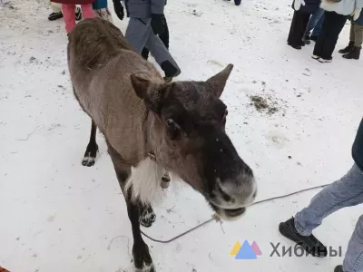 Спустя два года Норвегия так и не компенсировала мурманскому заповеднику «Пасвик» ущерб от оленей, съевших ягель