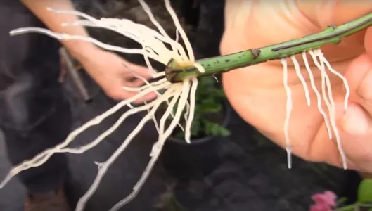 Не в воде: вот в каких камешках укореняю все черенки — «вытягивают» корни за 2 дня даже из капризных роз