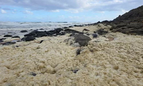 В Австралии закрыли пляжи из-за странной морской пены: пострадало не меньше 100 серферов — побережье завалило мертвой рыбой