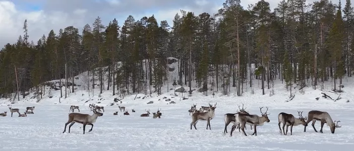 Стадо северных оленей сняли на видео в Мурманской области