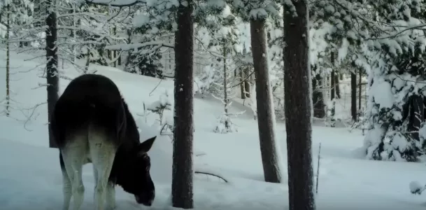 Молодой лось попал на видео в Мурманской области