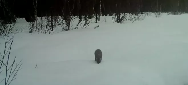 Любопытная куница в Мурманской области попала на видео